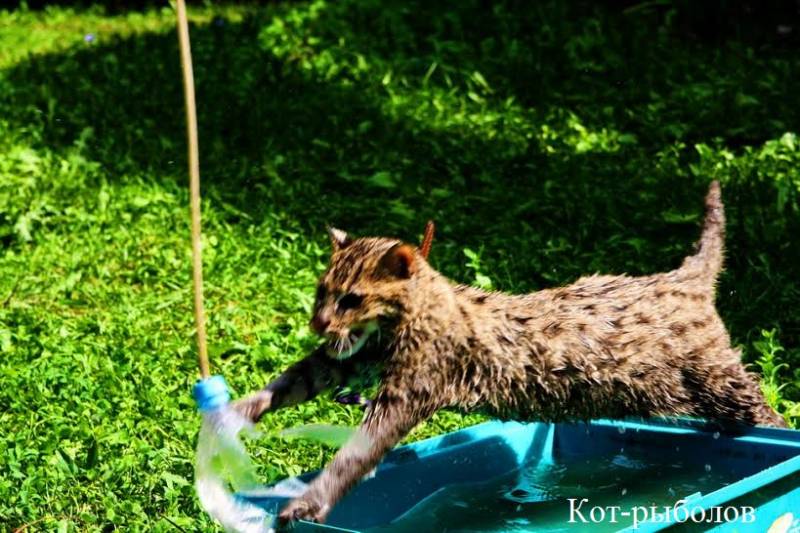 Питомник рыбаки Питомник рыбаки