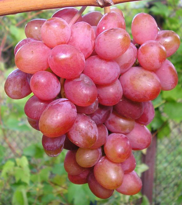 Сорт винограда днепровская ривьера фото и описание