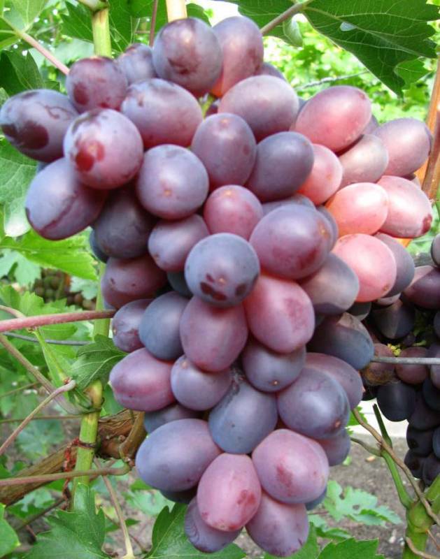 Сорт винограда северный плечистик фото и описание
