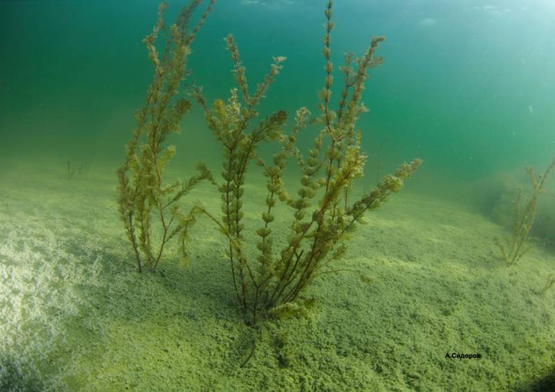 Фото водорослей в воде